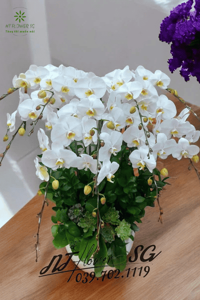 Chậu Lan Hồ Điệp Trang Trí Bàn Sang Trọng